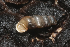 Truncatella pulchella