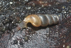 Truncatella pulchella