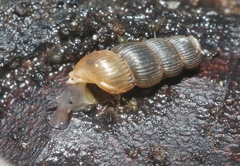 Truncatella pulchella