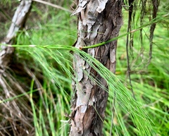 Baloskion tetraphyllum tetraphyllum
