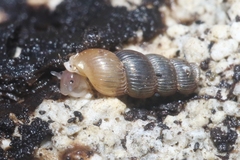 Truncatella pulchella