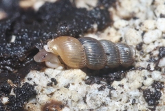 Truncatella pulchella