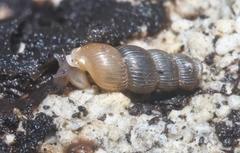 Truncatella pulchella