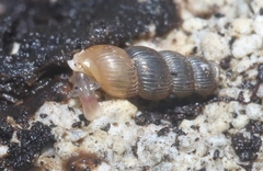Truncatella pulchella