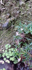 Dianthera lindeniana
