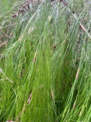 Baloskion tetraphyllum tetraphyllum