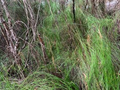 Baloskion tetraphyllum tetraphyllum