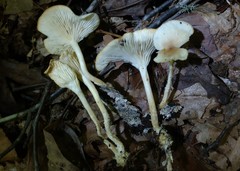 Clitocybe eccentrica