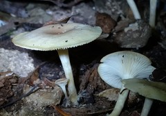 Clitocybe eccentrica