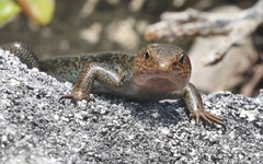 Plestiodon longirostris