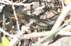 Plestiodon longirostris