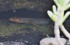 Plestiodon longirostris