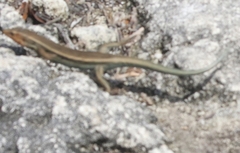 Plestiodon longirostris