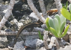 Plestiodon longirostris