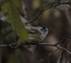 Anairetes parulus parulus