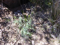 Astragalus douglasii