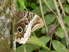 Caligo atreus