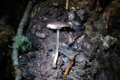 Pluteus seticeps