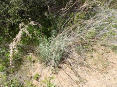 Artemisia palmeri