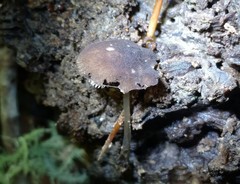 Pluteus seticeps