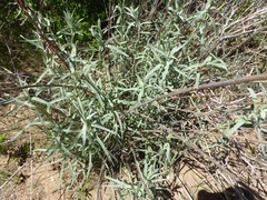 Artemisia palmeri