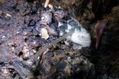 Pluteus seticeps