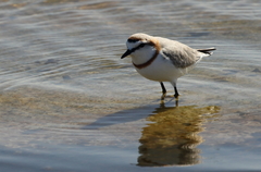 Charadrius pallidus