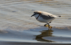 Charadrius pallidus