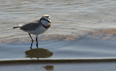 Charadrius pallidus