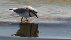 Charadrius pallidus