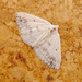 Lomographa temerata - Photo (c) gailhampshire, algunos derechos reservados (CC BY)