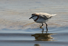 Charadrius pallidus