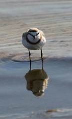Charadrius pallidus