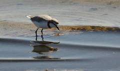 Charadrius pallidus