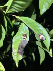 Poecilocoris latus