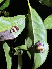 Poecilocoris latus