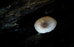 Bolbitius reticulatus