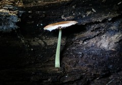 Bolbitius reticulatus