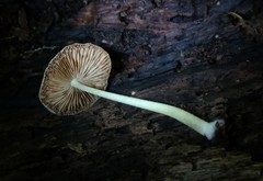 Bolbitius reticulatus