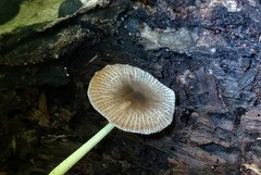 Bolbitius reticulatus