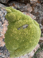 Thylacospermum caespitosum