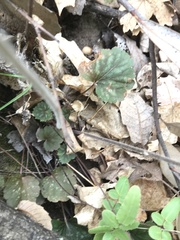 Heuchera glomerulata