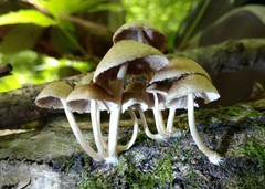 Candolleomyces tuberculatus