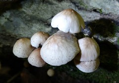 Candolleomyces tuberculatus