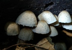 Candolleomyces tuberculatus