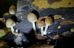 Candolleomyces tuberculatus