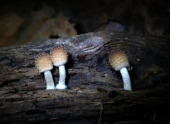 Candolleomyces tuberculatus