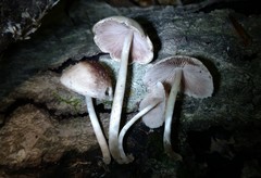 Candolleomyces tuberculatus