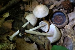 Candolleomyces tuberculatus