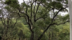 Lophostemon grandiflorus